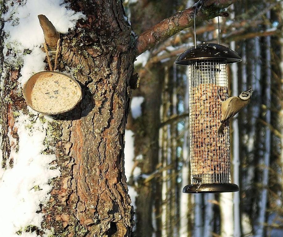 Dava School House Bed and Breakfast Grantown-on-Spey Buitenkant foto