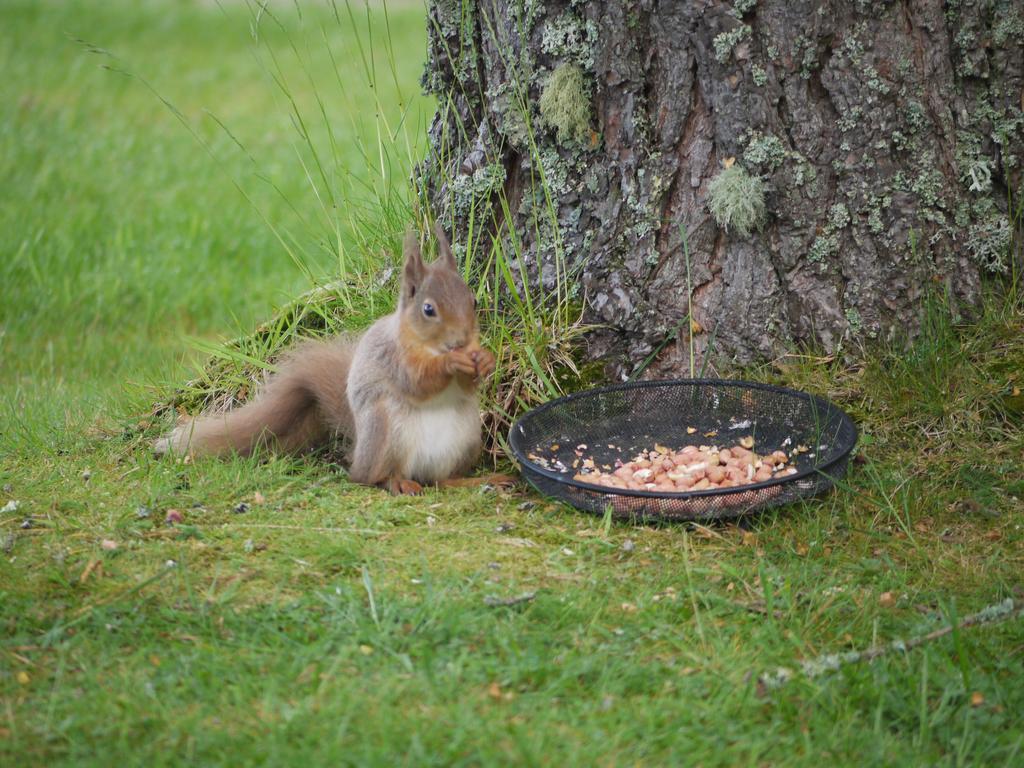 Dava School House Bed and Breakfast Grantown-on-Spey Buitenkant foto