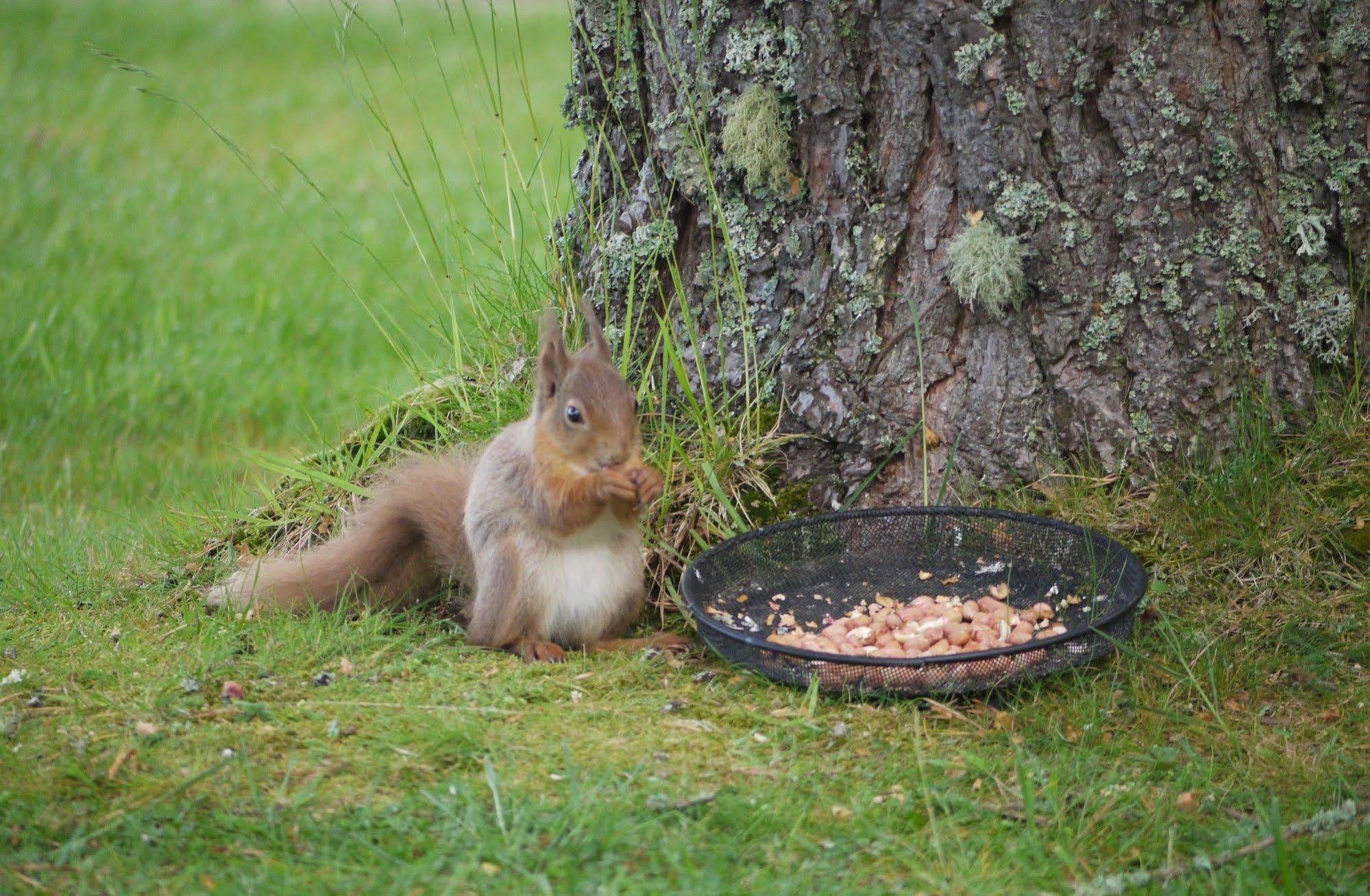 Dava School House Bed and Breakfast Grantown-on-Spey Buitenkant foto